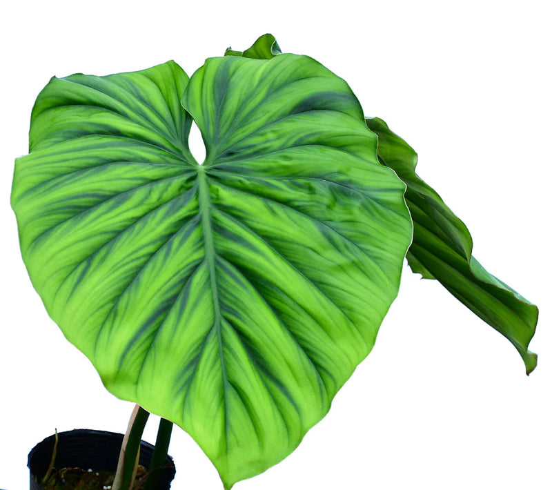 Philodendron sp Colombia Big