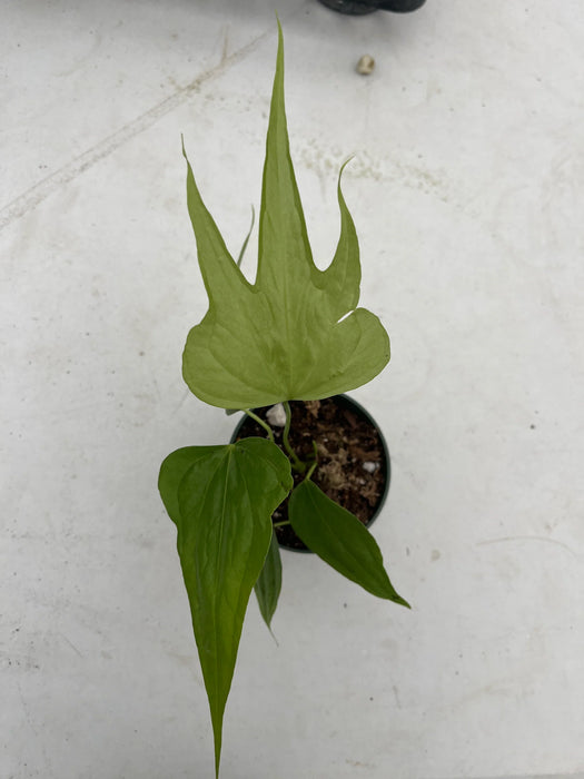 Anthurium pedatoradiatum - XS