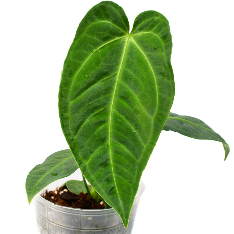 Anthurium Jungle Kingdom