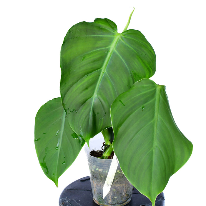 Philodendron atratum