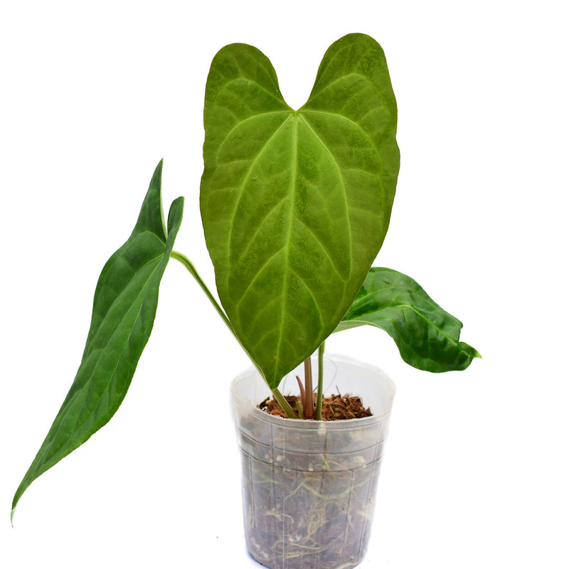 Anthurium Heart of the Amazon