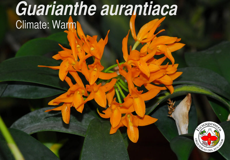 Guarianthe aurantiaca