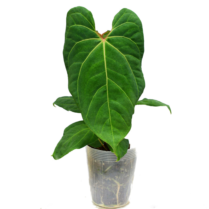 Anthurium rotundistigmatum x Anthurium besseae aff