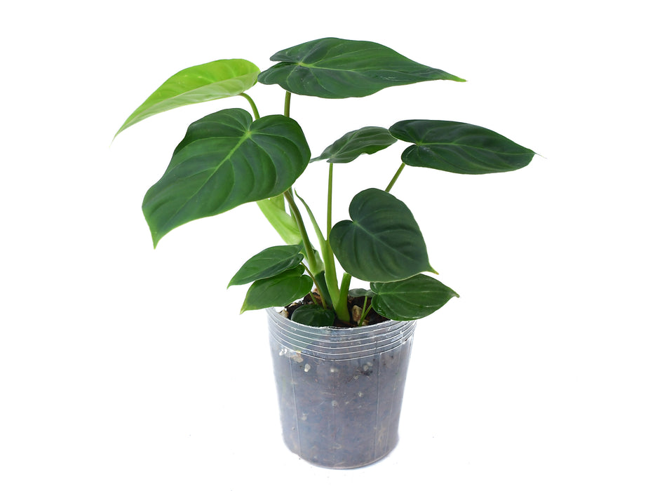 Philodendron verrucosum 2 x Philodendron  pastazanum