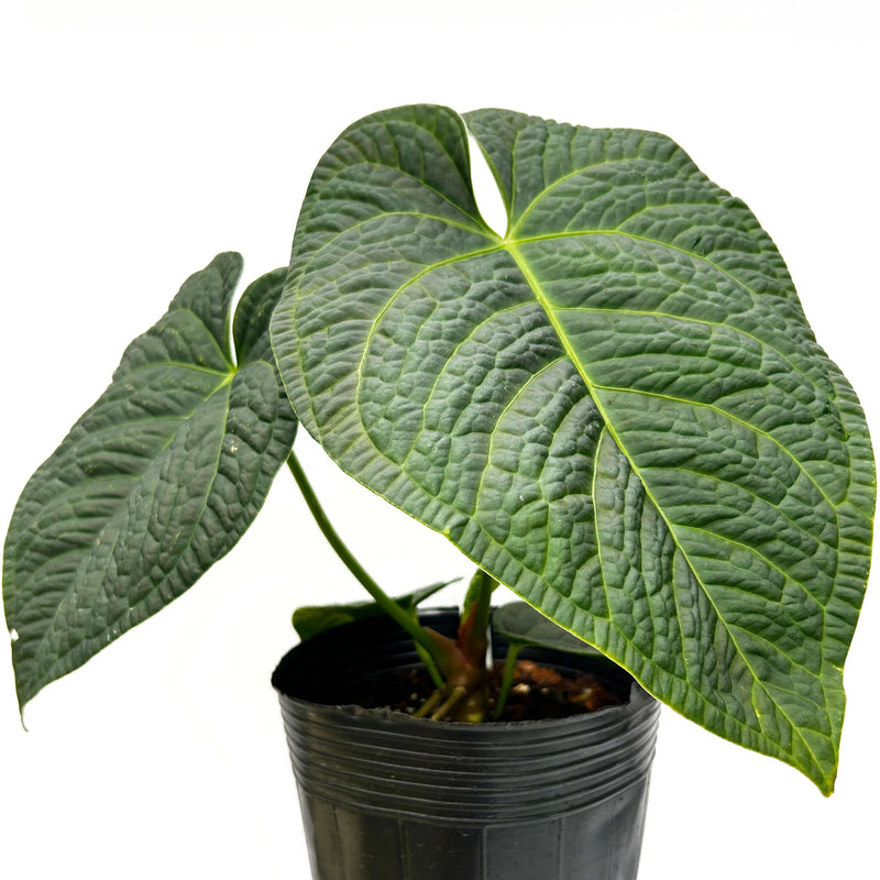 Anthurium Ecuagenera's King