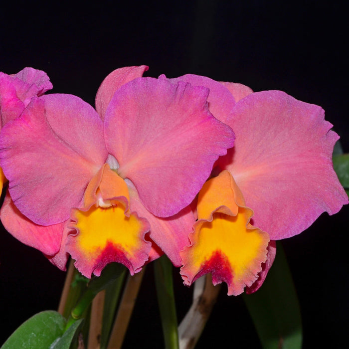 Cattleya Smile Again Hawaii