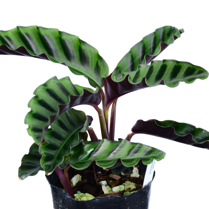 Calathea gandersii