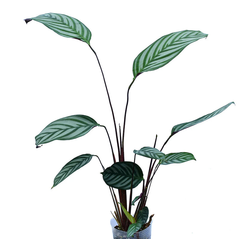 Calathea sp 'Bengal tiger'