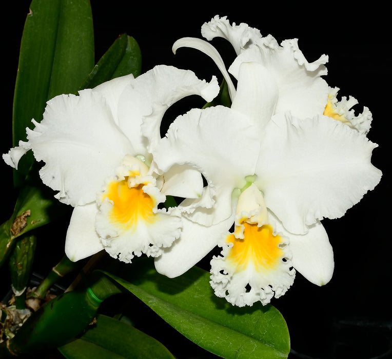 Brassolaeliocattleya Korat Sunrise x Blc. Edgard Van Belle x Blc. Pamela Hetherington