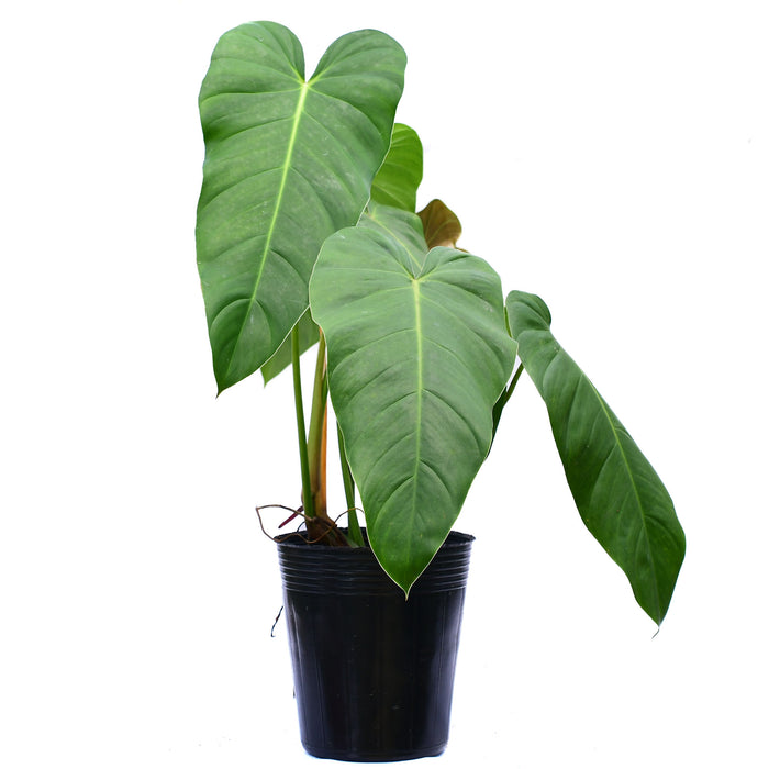 Philodendron quelali round x Philodendron spiritu sancti