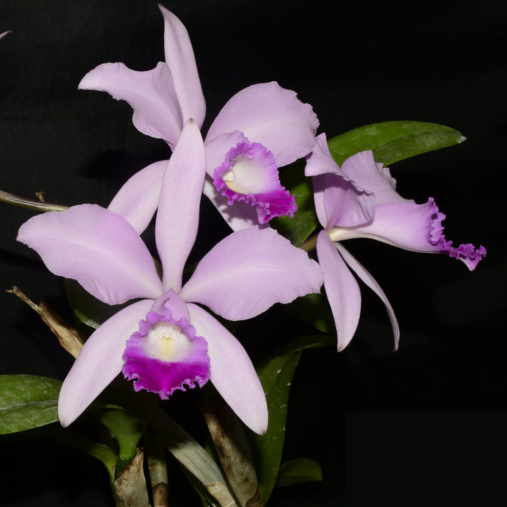 Cattleya Enchantress (1914) — Ecuagenera California