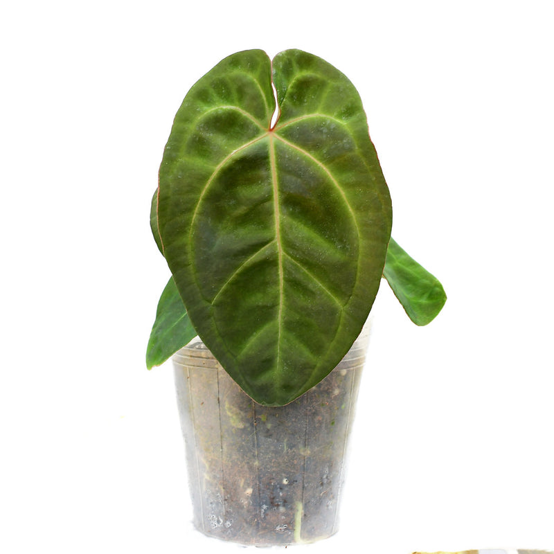 Anthurium Ecuagenera Green Soul 'Fantasy' Inverse crossing