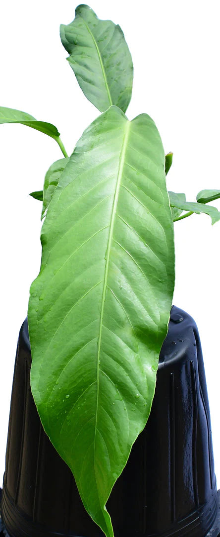 Anthurium pendulifolium