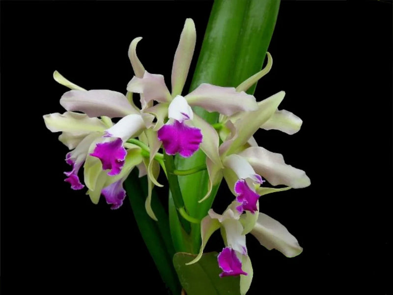 Cattleya Elegans (1879) x purple The Best