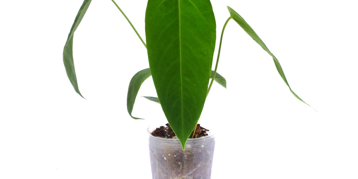 152 warocqueanum Esmeraldaアンスリウム アンスリューム