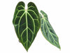 Anthurium besseae aff