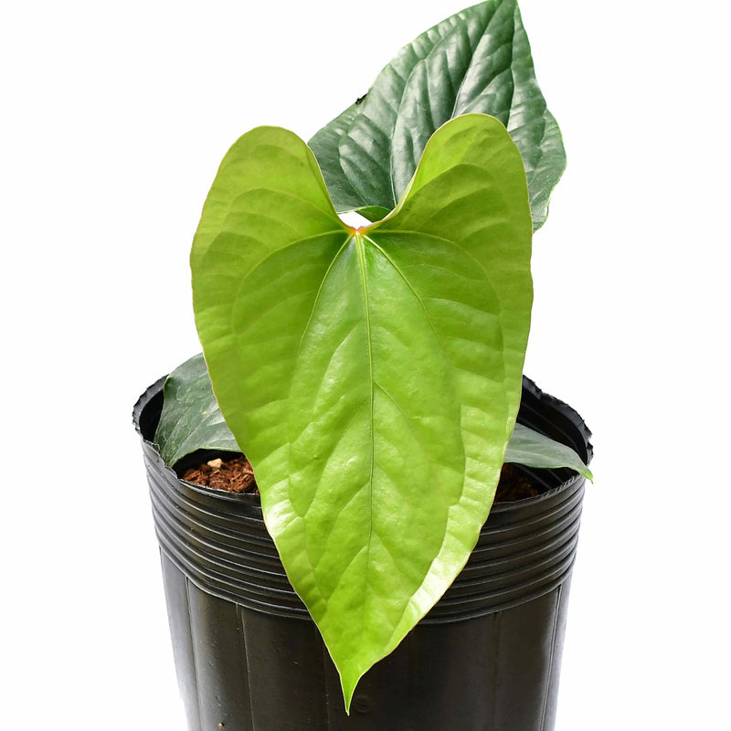 Anthurium Happy Bunny 'Inverse crossing' — Ecuagenera California