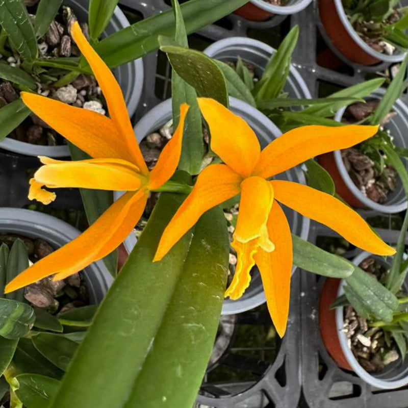 Cattleya Orange Delight