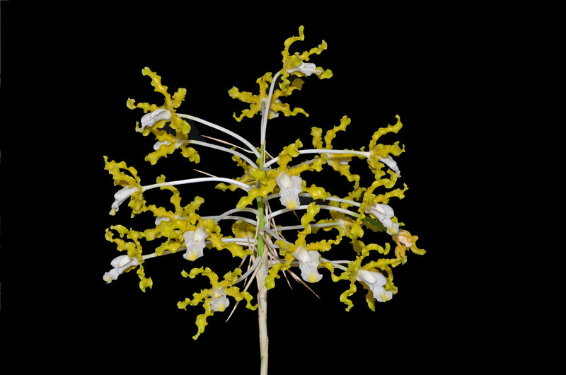 Schomburgkia undulata xanthina