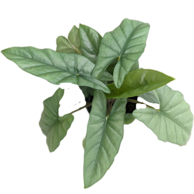 Alocasia heterophylla corazon - seedling