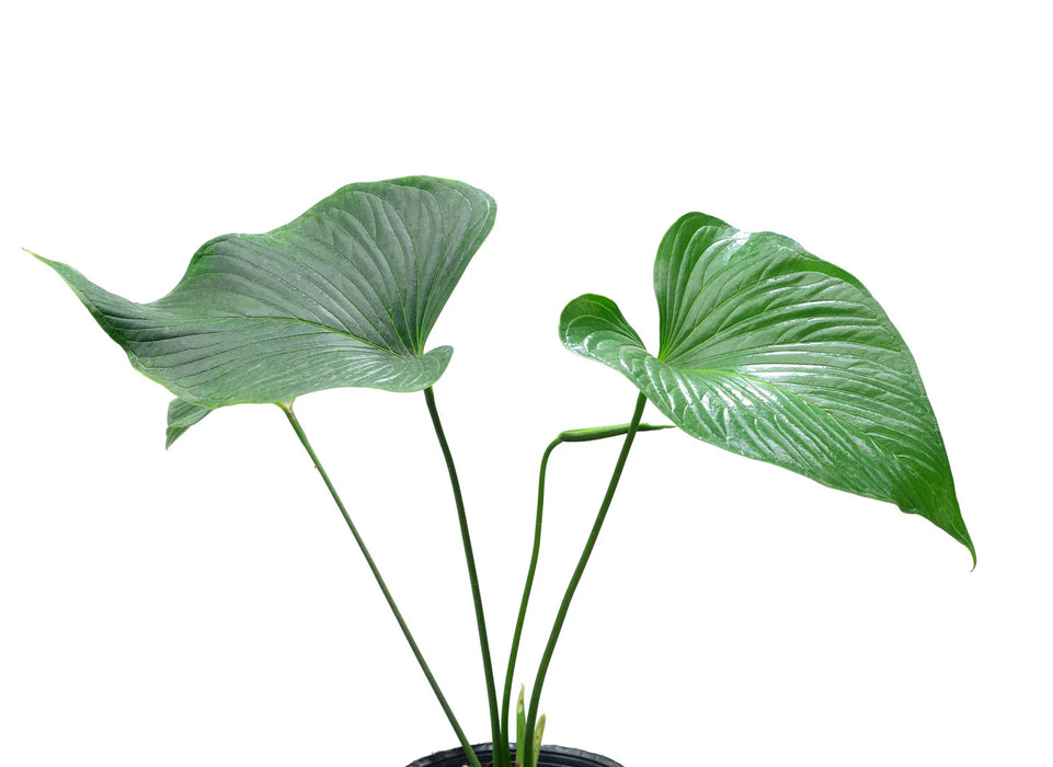 Anthurium rivulare