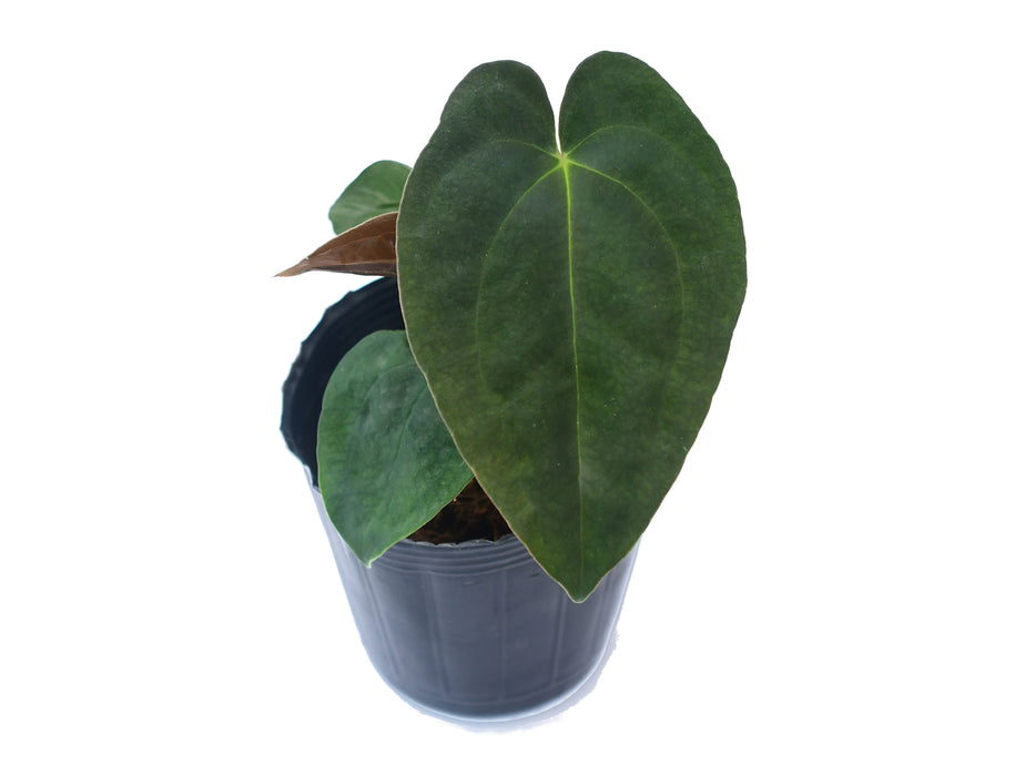 Anthurium papillilaminum (seedling)