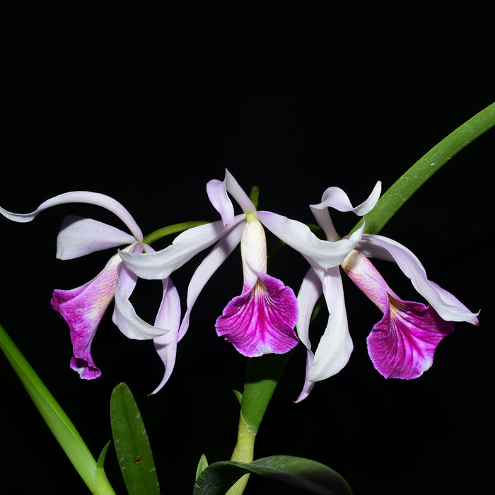 Brassocattleya Maria Hatnay