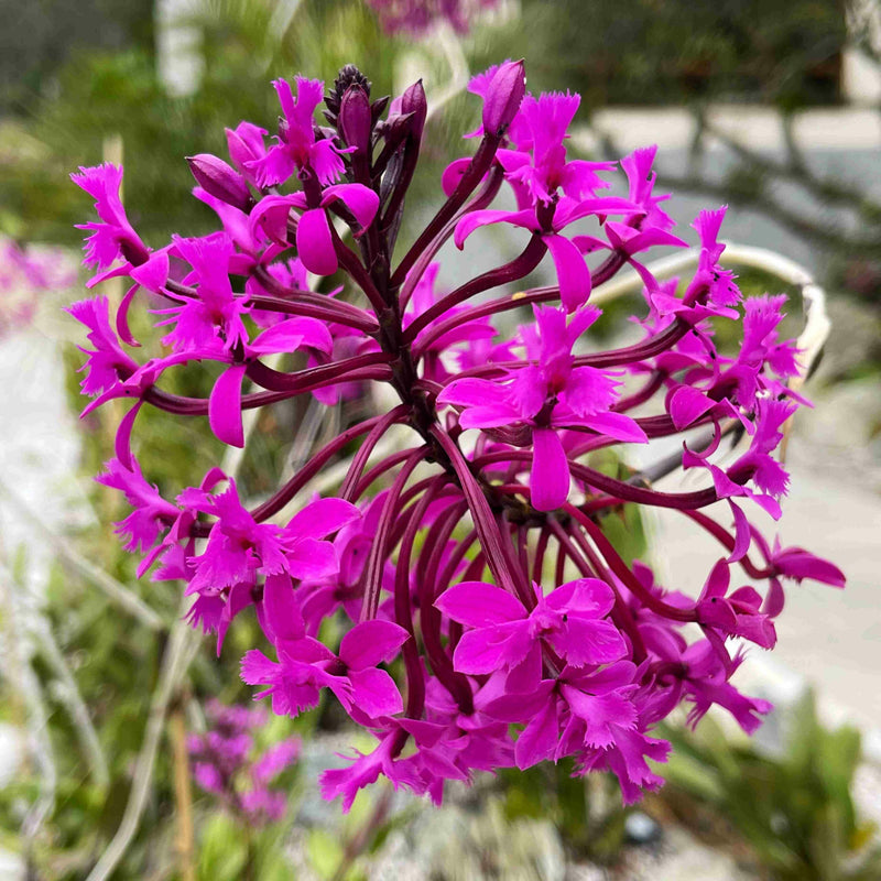 Epidendrum quitensium