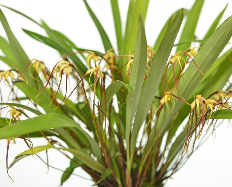 Maxillaria ecuadorensis