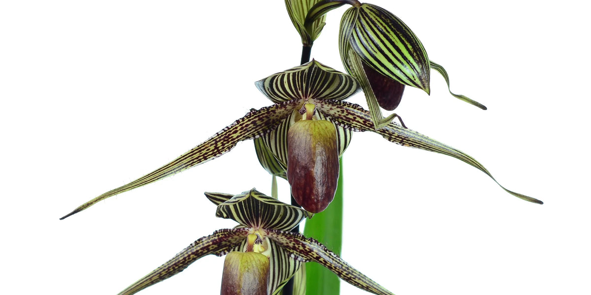 Paphiopedilum rothschildianum — Ecuagenera California