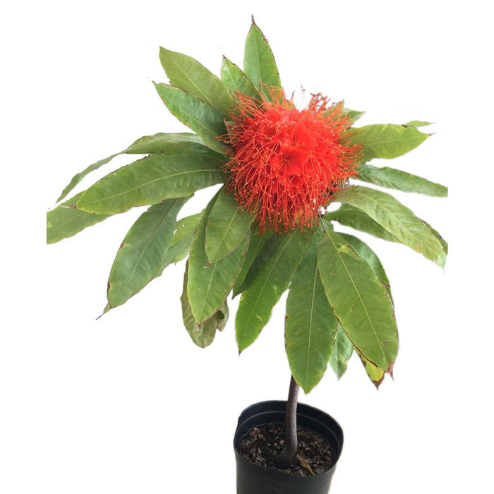 Brownea macrophylla