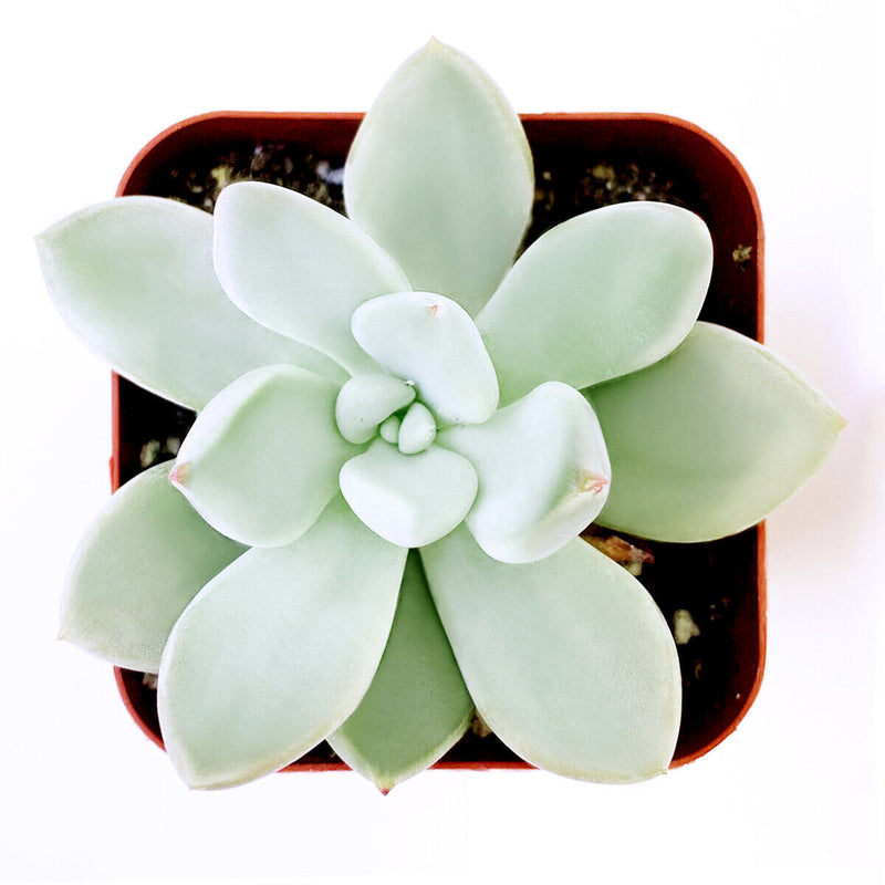 Pachyphytum Haagei-Jewel Plant  1g