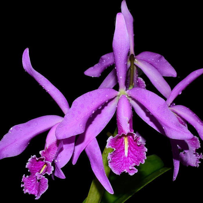 Cattleya maxima Ecua 0244 x Ecua 0232