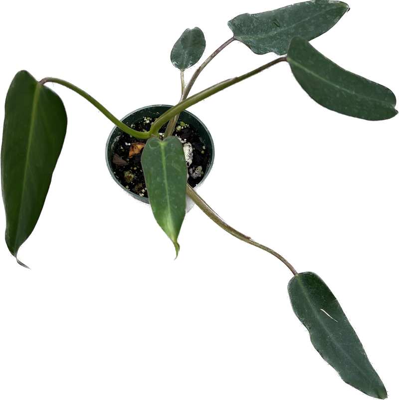 Philodendron pinnatilobum aff x Phil. erubescens x Phil. spiritus-sancti