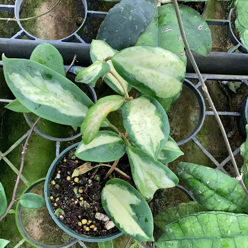 Hoya incrassata variegata