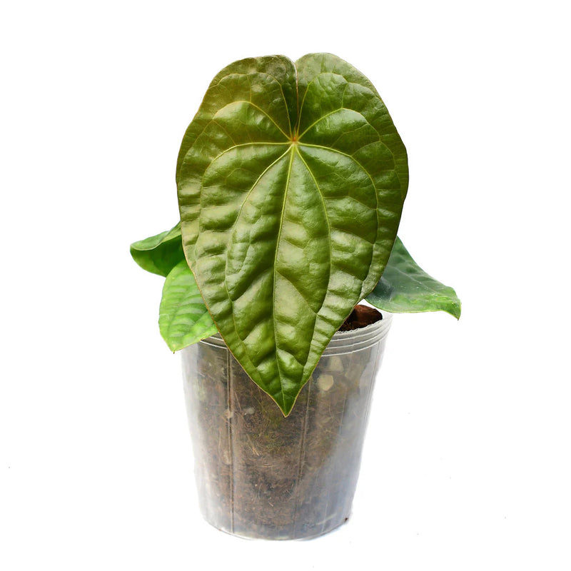 Anthurium Luxury Dress