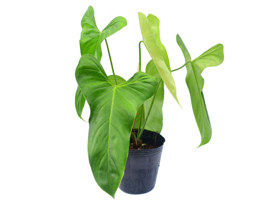 Philodendron oxapampense Fedec