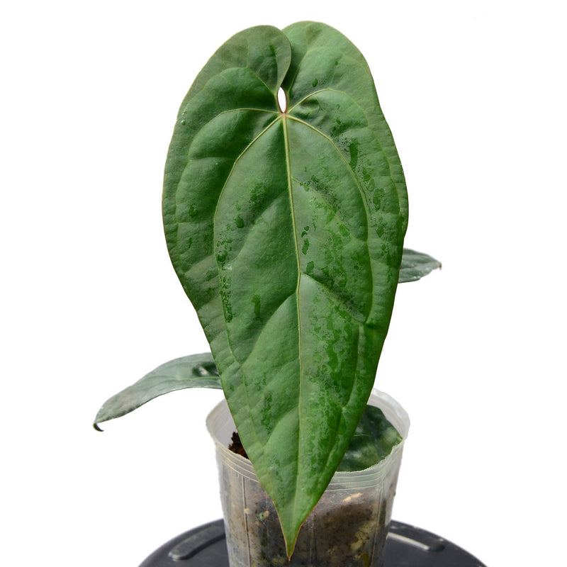 Anthurium Amazon Fox
