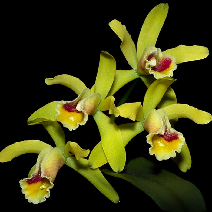 Cattleya luteola