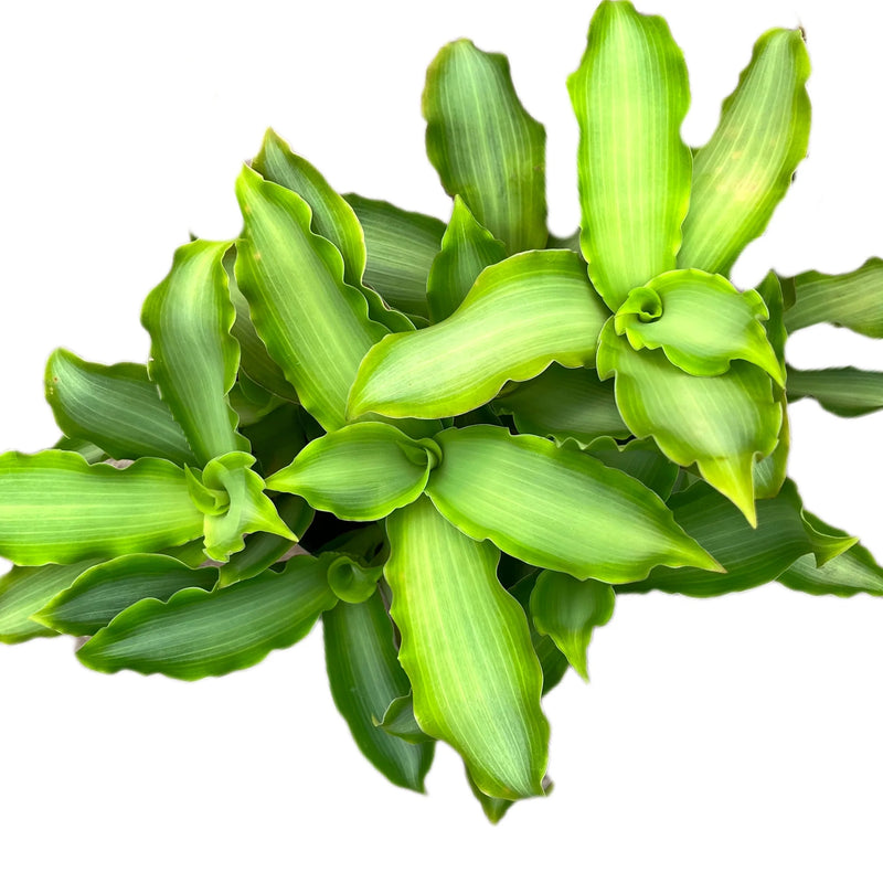 Callisia fragrans silver