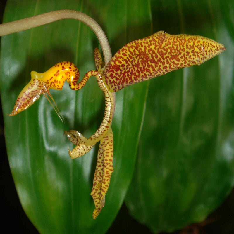 Gongora gratulabunda