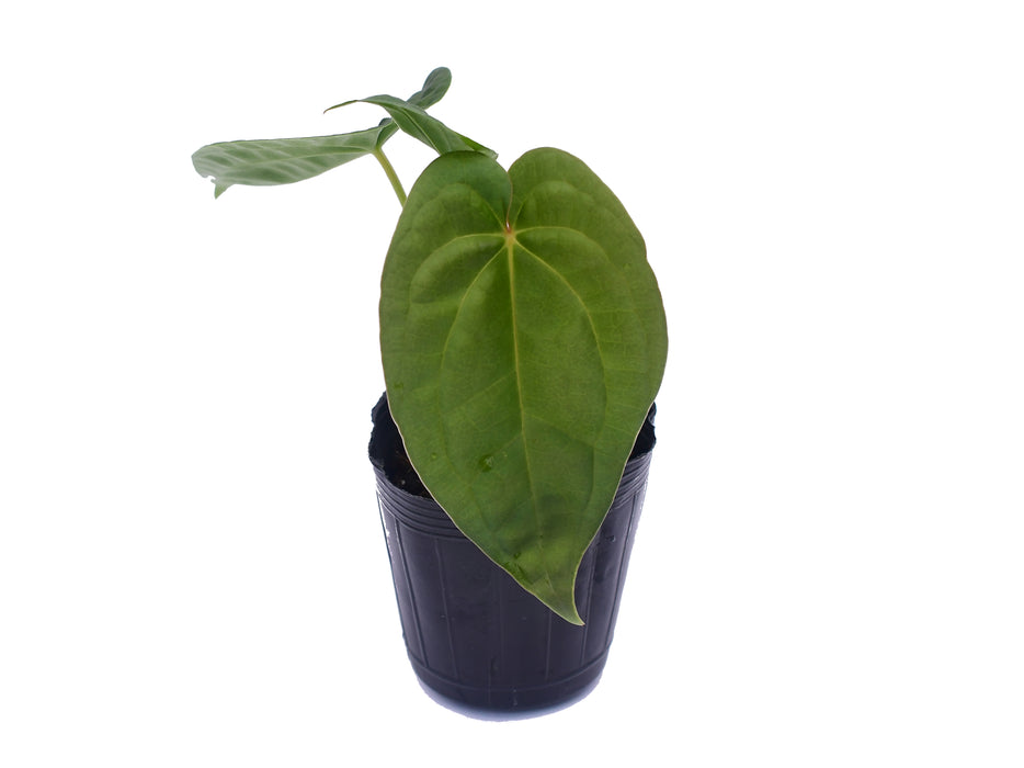 Anthurium David Portilla Dreams (seedling)