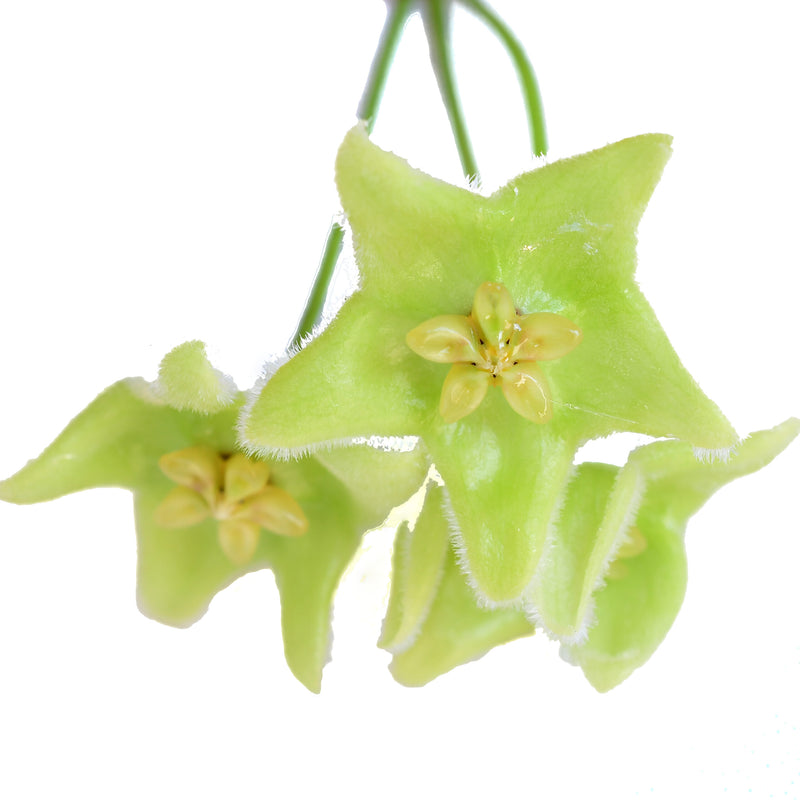Hoya chlorantha