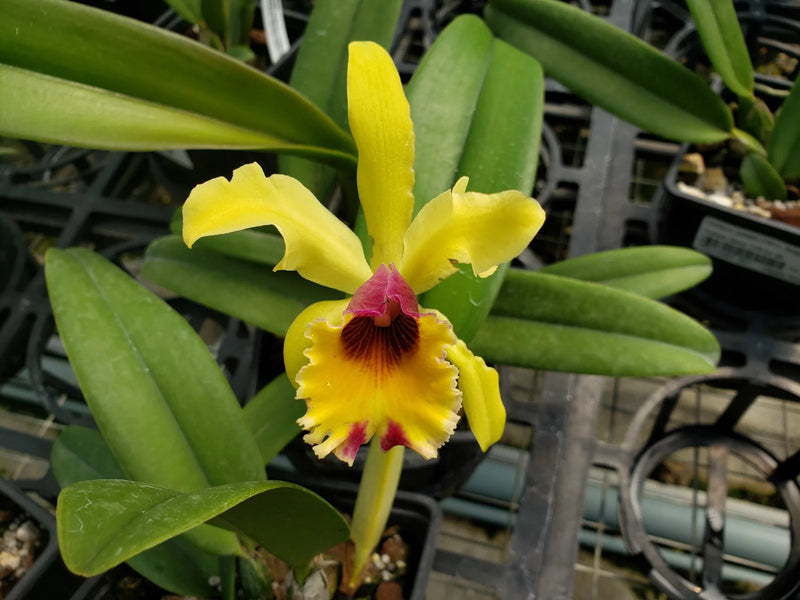 Cattleya Golden Dawn (1903)