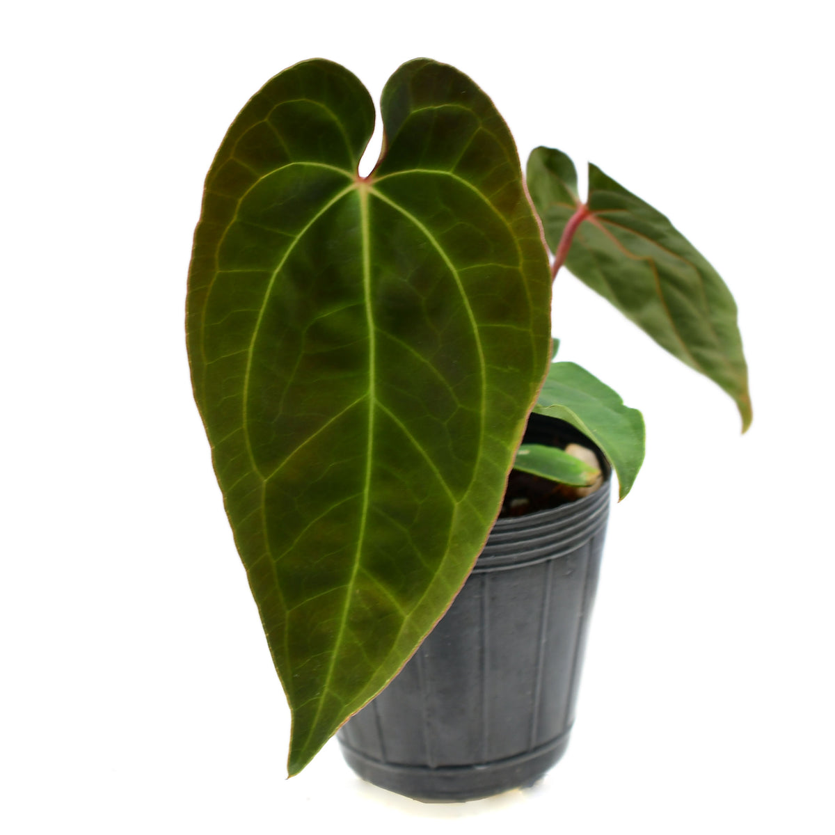 Anthurium Luxurians x Papillilaminum 'Fort Sherman