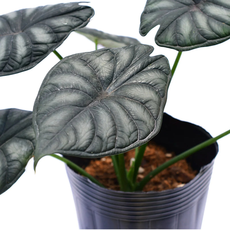 Alocasia Dragon Scale