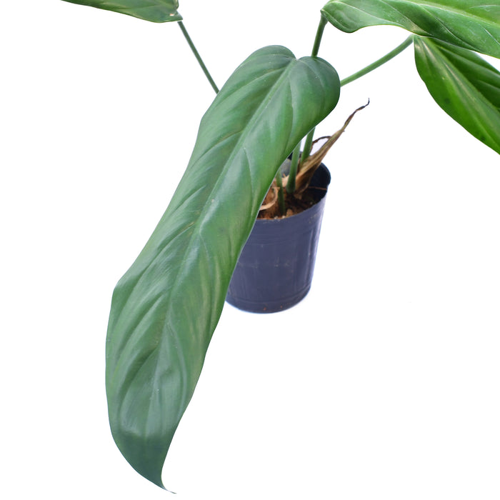 Philodendron asplundii