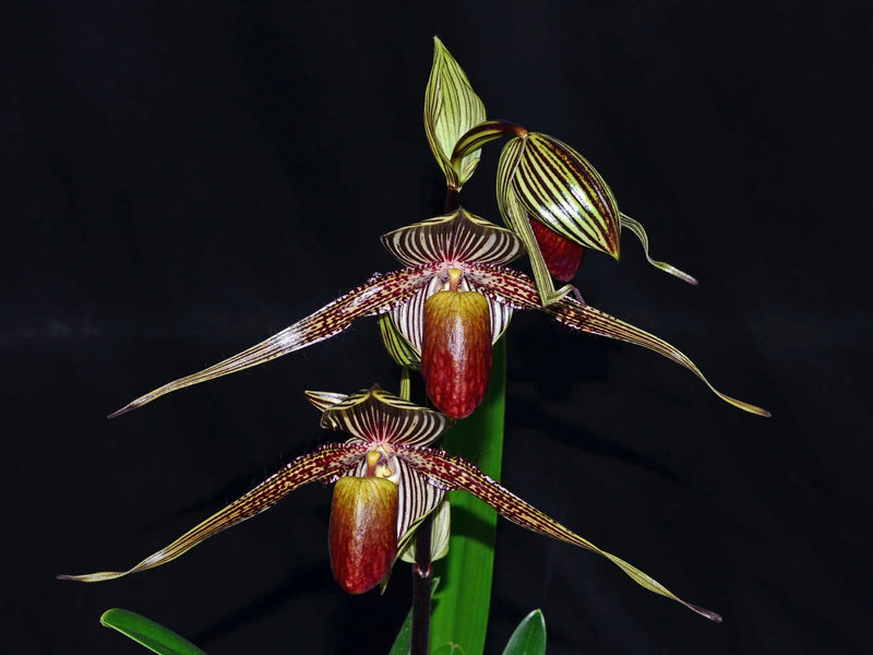 Paphiopedilum rothschildianum