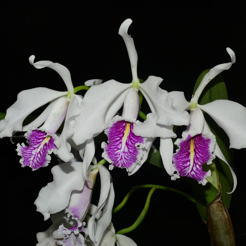Cattleya maxima f. semialba 'Angel' x 'Rolando'