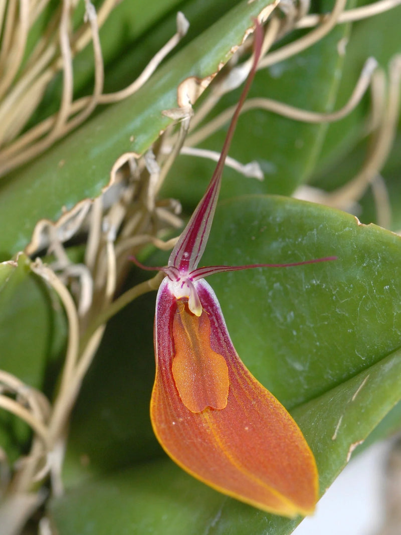 Restrepia persicina